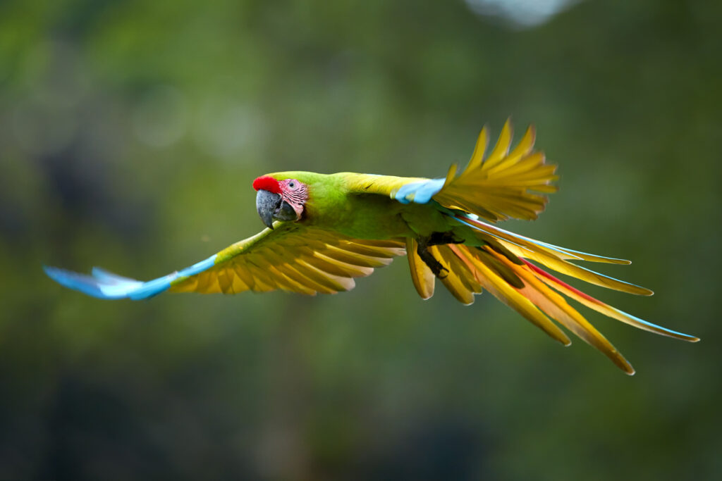 Endangered,Parrot,,Great,Green,Macaw,,Ara,Ambiguus,,Also,Known,As